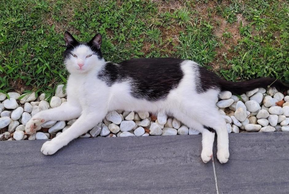 Vermisstmeldung Katze  Männliche , 5 jahre Saint-Philbert-de-Bouaine Frankreich