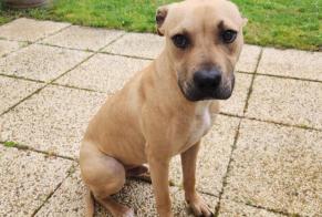 Fundmeldung Hund rassenmischung Männliche Chalonnes-sur-Loire Frankreich