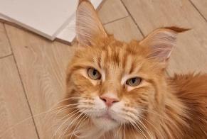Vermisstmeldung Katze  Männliche , 3 jahre Hyères Frankreich