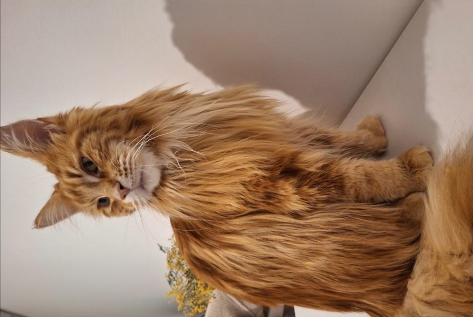 Vermisstmeldung Katze  Männliche , 3 jahre Hyères Frankreich