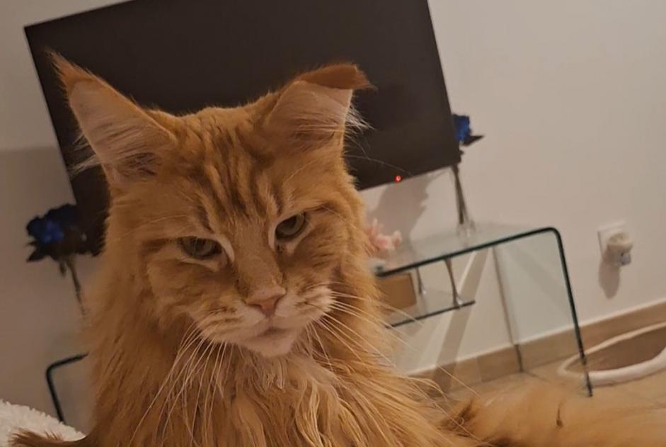 Vermisstmeldung Katze  Männliche , 3 jahre Hyères Frankreich