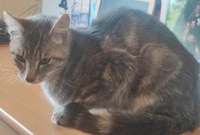 Fundmeldung Katze Männliche Paimpont Frankreich