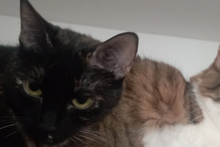 Vermisstmeldung Katze rassenmischung Weiblich , 4 jahre Bouillargues Frankreich