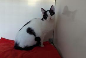 Fundmeldung Katze  Weiblich Vitré Frankreich