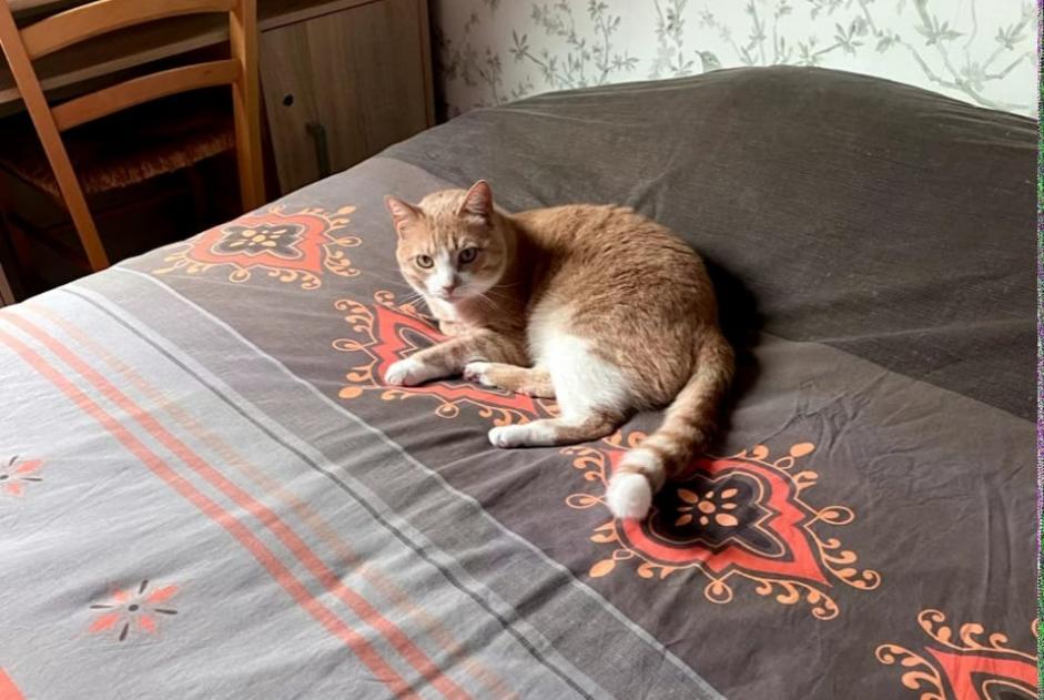 Vermisstmeldung Katze rassenmischung Männliche , 3 jahre Carentoir Frankreich