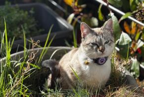 Vermisstmeldung Katze Weiblich , 1 jahre Helfrantzkirch Frankreich