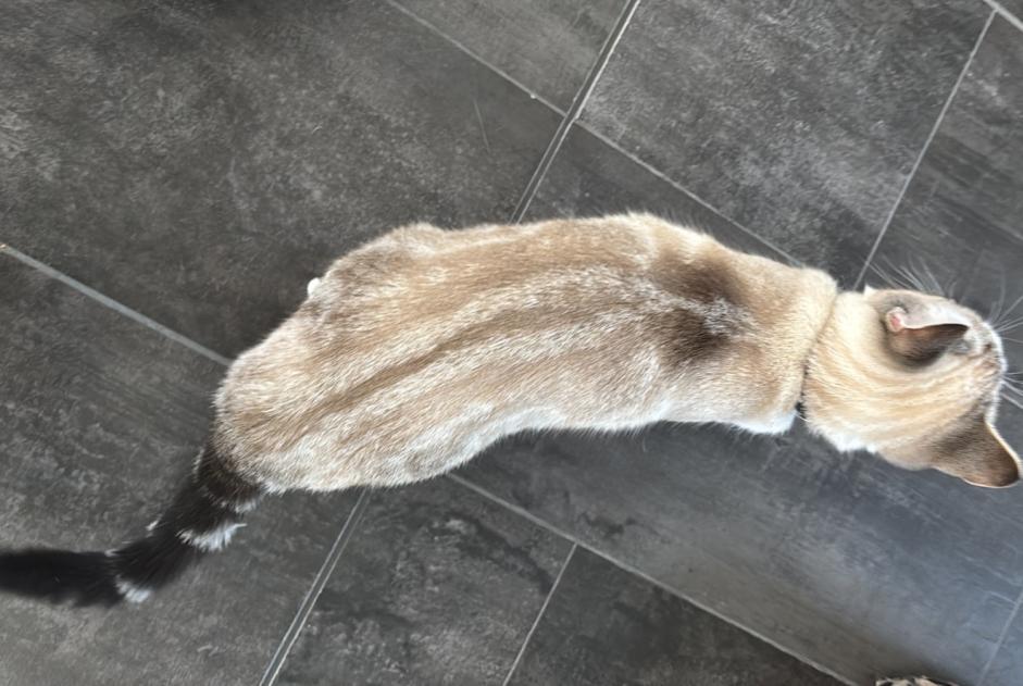 Vermisstmeldung Katze Weiblich , 1 jahre Helfrantzkirch Frankreich