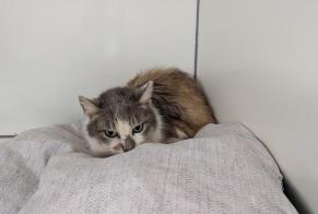 Fundmeldung Katze  Weiblich La Chapelle-Erbrée Frankreich