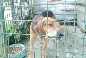 Fundmeldung Hund rassenmischung Männliche Briouze Frankreich