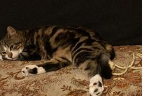 Vermisstmeldung Katze Männliche , 3 jahre Trélazé Frankreich