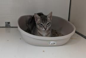 Fundmeldung Katze  Weiblich La Guerche-de-Bretagne Frankreich