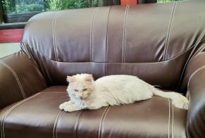 Fundmeldung Katze Männliche Le Bignon Frankreich