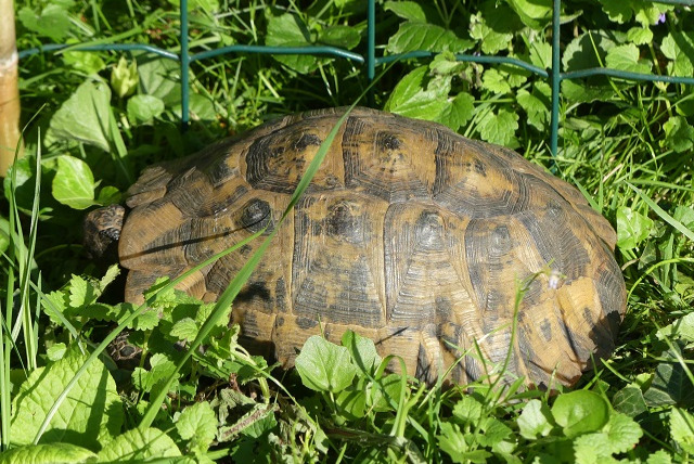 Fundmeldung Andere Tortue terrestre Männliche Sannois Frankreich