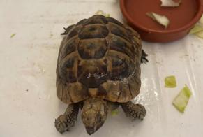 Fundmeldung Schildkröte Unbekannt Bransles Frankreich