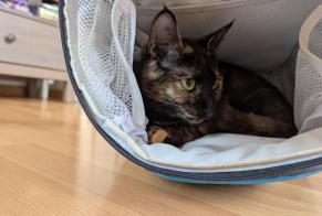Vermisstmeldung Katze Weiblich , 1 jahre Janzé Frankreich