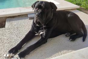 Vermisstmeldung Hund  Männliche , 7 jahre La Valette-du-Var Frankreich