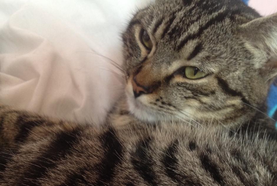 Disappearance alert Cat  Male , 10 years Narbonne France