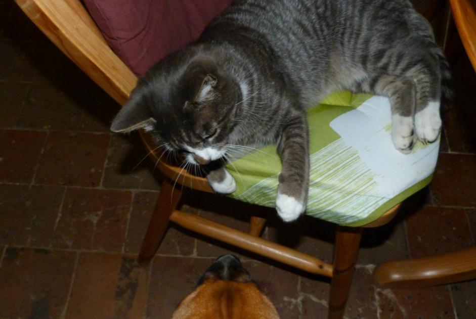 Disappearance alert Cat Male , 11 years Brem-sur-Mer France