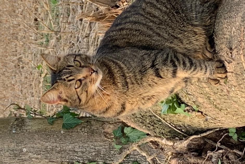 Disappearance alert Cat  Male , 13 years Anglet France