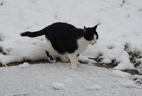 Disappearance alert Cat Male , 12 years Essises France