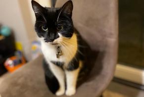Disappearance alert Cat  Female , 2 years Le Mans France