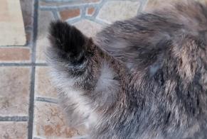 Discovery alert Cat Female Saint-Quentin France