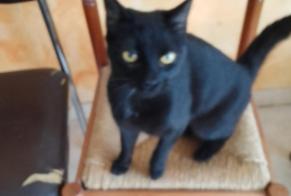 Discovery alert Cat Female Tours France