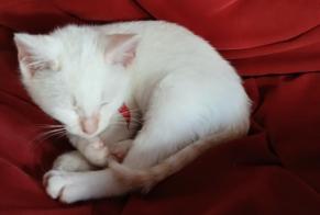 Disappearance alert Cat Female , 1 years Ustaritz France