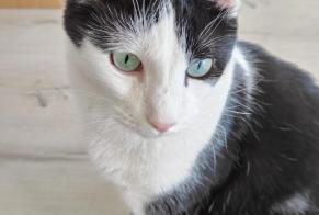 Disappearance alert Cat Male , 7 years Lingolsheim France