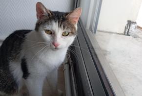 Discovery alert Cat Female Besançon France