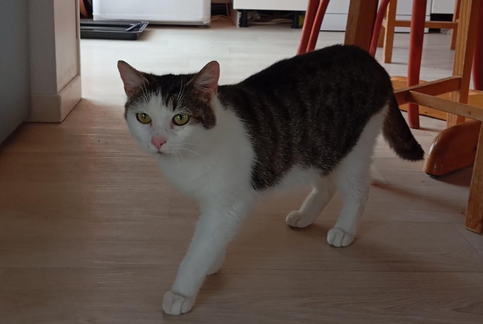Discovery alert Cat Female Besançon France