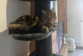 Disappearance alert Cat miscegenation Female , 1 years Bourgoin-Jallieu France