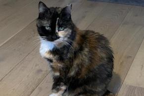 Disappearance alert Cat  Female , 13 years Sète France