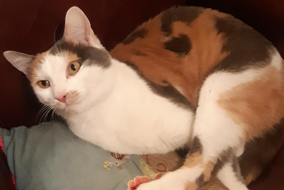 Disappearance alert Cat miscegenation Female , 4 years Colmar France
