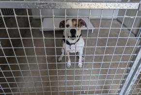 Discovery alert Dog miscegenation Male Vitré France