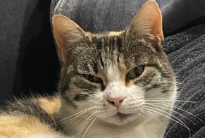 Disappearance alert Cat  Female , 8 yeahr Mouettes France