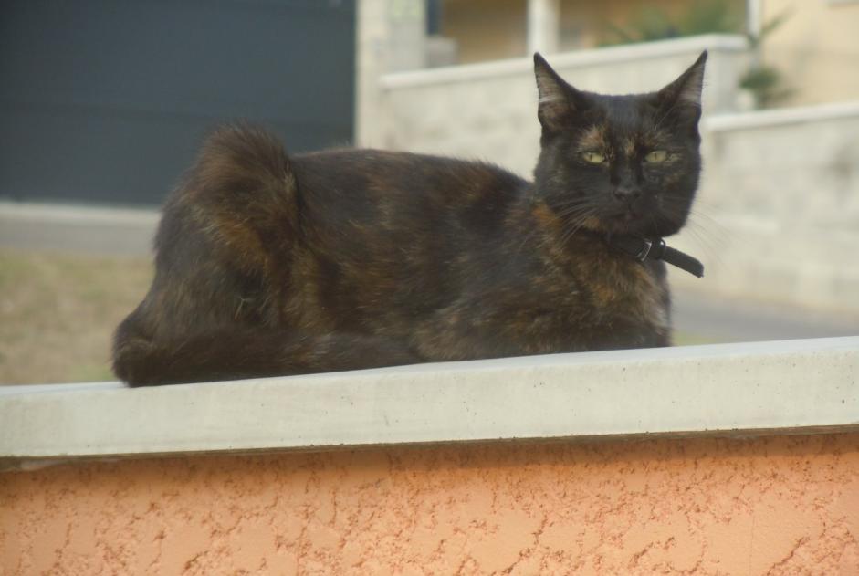 Alerta de Desaparición Gato  Hembra , 9 años Pusignan Francia