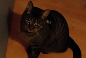 Alerta de Desaparición Gato  Macho , 3 años Saint-Germain Francia