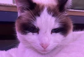 Alerta de Desaparición Gato cruce Hembra , 3 años La Motte-Servolex Francia
