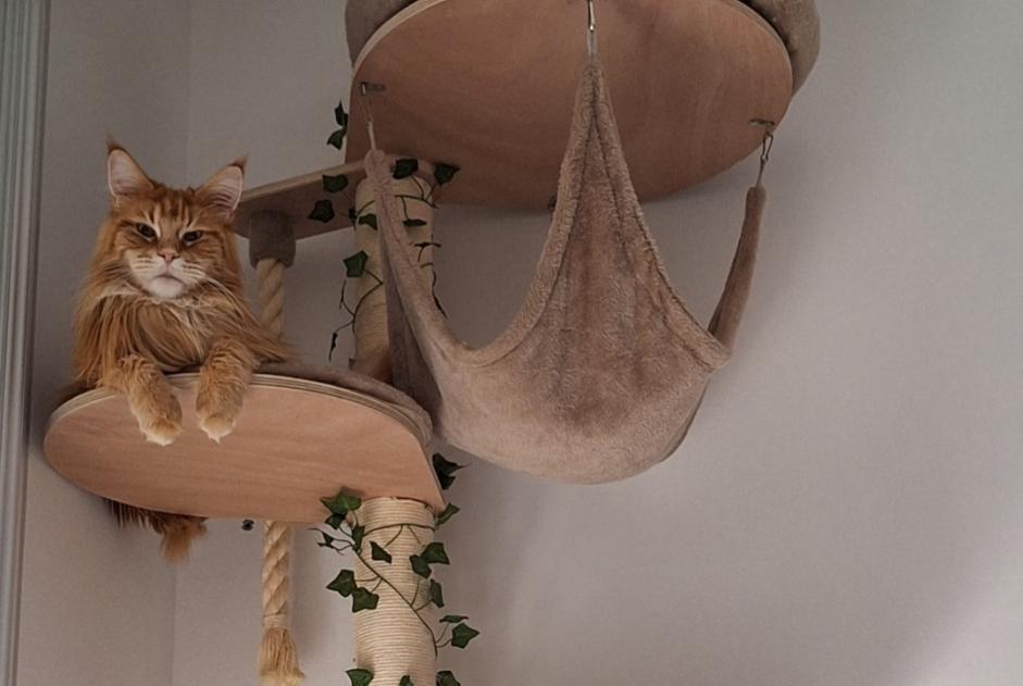 Alerta de Desaparición Gato  Macho , 3 años Hyères Francia