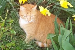 Alerta de Desaparición Gato cruce Macho , 6 años Marcilly-la-Campagne Francia