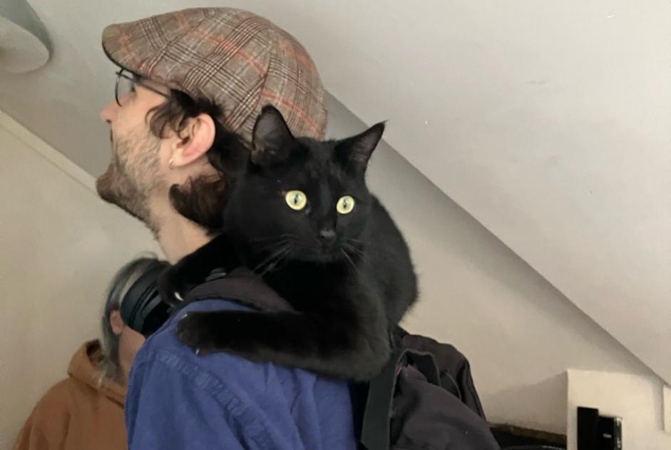 Alerta de Hallazgo Gato Macho Angers Francia