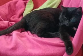 Alerta de Desaparición Gato Hembra , 12 años Nivillac Francia
