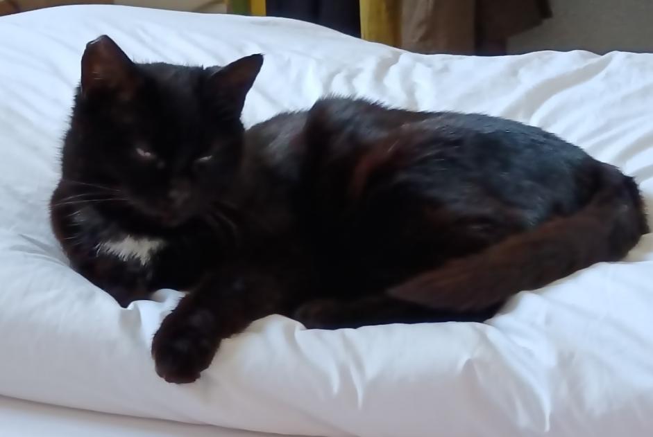 Alerta de Desaparición Gato Hembra , 12 años Nivillac Francia