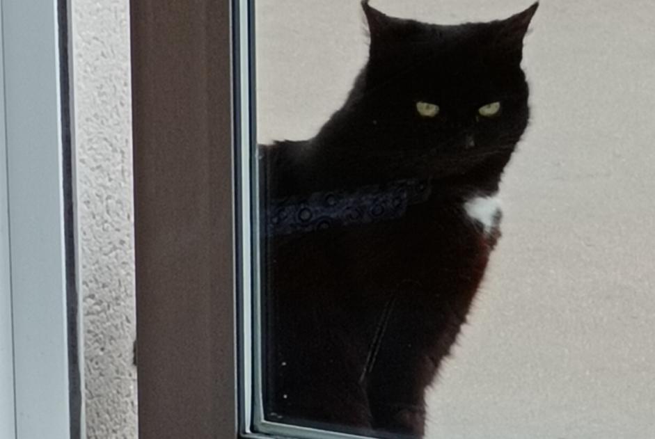 Alerta de Desaparición Gato Hembra , 12 años Nivillac Francia