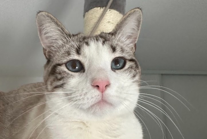 Alerta de Desaparición Gato  Hembra , 1 años Toulouse Francia