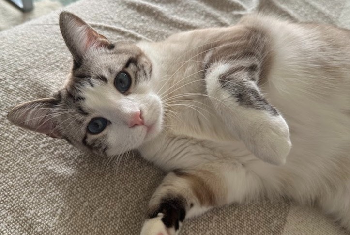 Alerta de Desaparición Gato  Hembra , 1 años Toulouse Francia
