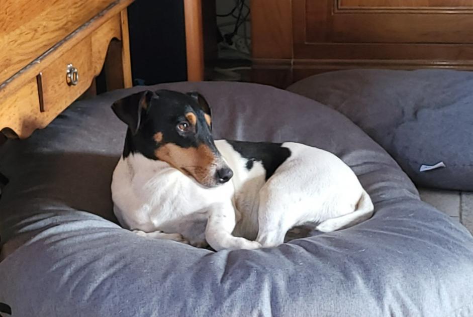 Alerta de Desaparición Perro cruce Macho , 5 años Coullons Francia