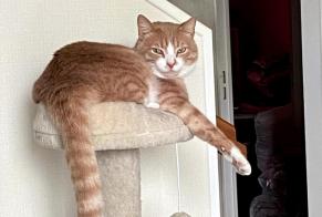 Alerta de Desaparición Gato cruce Macho , 3 años Carentoir Francia