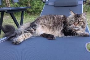 Alerta de Desaparición Gato  Hembra , 11 años Labenne Francia